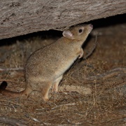 Nullarbor Dwarf Bettong