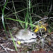 Pale Field Rat