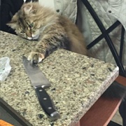 Shall I Lend a Paw With the Cooking?