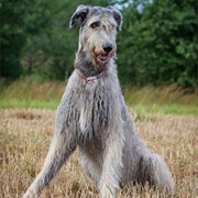Irish Wolfhound