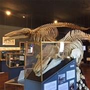 Whale Museum