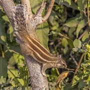 Five-Lined Palm Squirrel