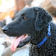 Curly Coated Retriever