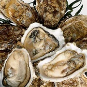 Oysters