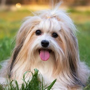 Havanese
