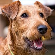 Irish Terrier
