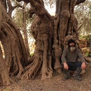 Al Badawi Olive Tree, West Bank, Palestine