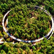 Cycling Through the Trees