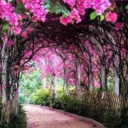 Un Chao Estate Flower Tunnel, Hong Kong