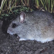 Hastings River Mouse