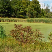 Tupelo Pond in Big Creek Park