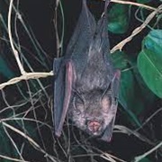 Semon's Leaf-Nosed Bat