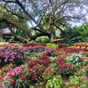 Rip Van Winkle Gardens, Louisiana