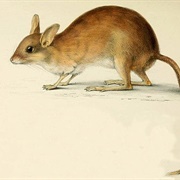 Long-Tailed Hopping Mouse