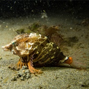 Grunt Sculpin