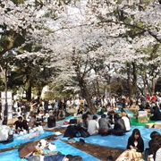 Cherry Blossoms, Ueno Park, Tokyo