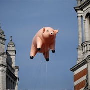 Pigs - Pink Floyd