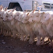 Kashgar Livestock Market