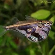Marbled Hatchetfish