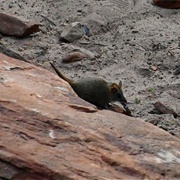 Woolley's False Antechinus