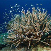 Staghorn Coral