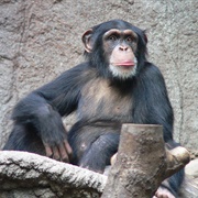Chimpanzee