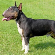 Miniature Bull Terrier