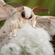 Domestic Silk Moth