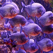 Piranha Shoal