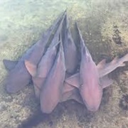 Florida Oceanographic Society (Stuart, Fl)