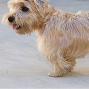 Sporting Lucas Terrier