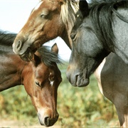 Equinophobia - The Fear of Horses