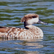 Marbled Duck
