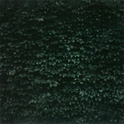 Tarentel - The Order of Things