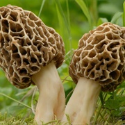 Morel Mushrooms