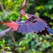 Tiputini Biodiversity Station