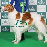 Borzoi