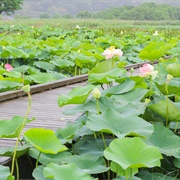 Karako Lotus Gardens, Isahaya