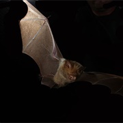 Diadem Leaf-Nosed Bat