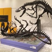 Dryptosaurus Skeletal Mount