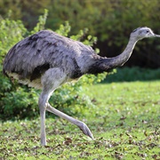 Common Rhea