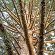 Cambie Climbing Tree