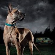 Survivor Scooby-Doo