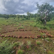 Wurrwurrwuy Stone Arrangements