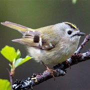 Goldcrest
