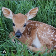Fawn
