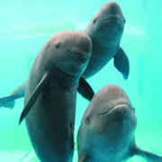 Porpoise