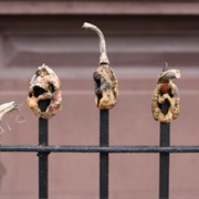 Kane Street Impaled Pumpkins