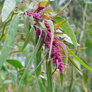 Chenopodium Formosanum