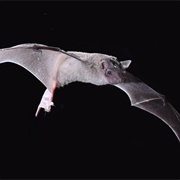 Inland Free-Tailed Bat